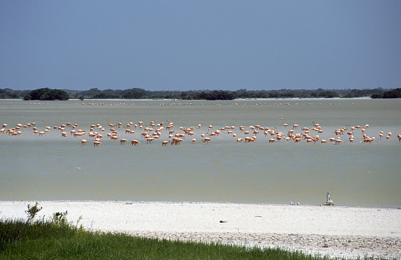 182_Flamingo's in lagune bij Progreso.jpg